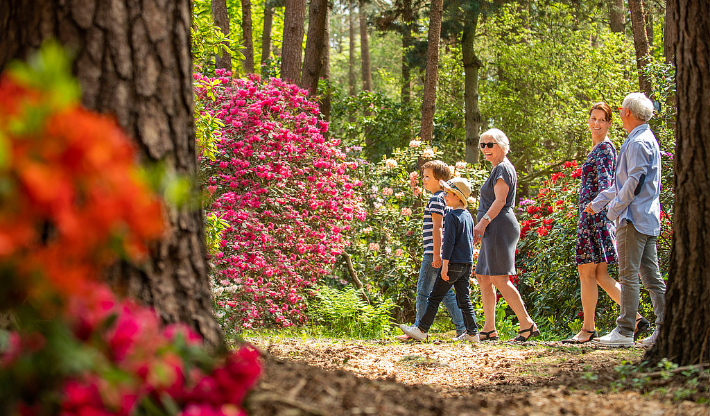 Der Rhododendronpark Hobbie in Westerstede ist Deutschlands größter Rhododendronpark.© Touristik Westerstede e.V. Der Rhododendronpark Hobbie in Westerstede ist Deutschlands größter Rhododendronpark.
