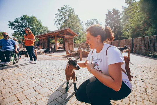 Im Zoo Landau in der Pfalz warten Ziegen auf Streicheleinheiten. Im Zoo Landau in der Pfalz warten Ziegen auf Streicheleinheiten.