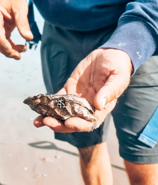 Wattwanderung in Ostfriesland
