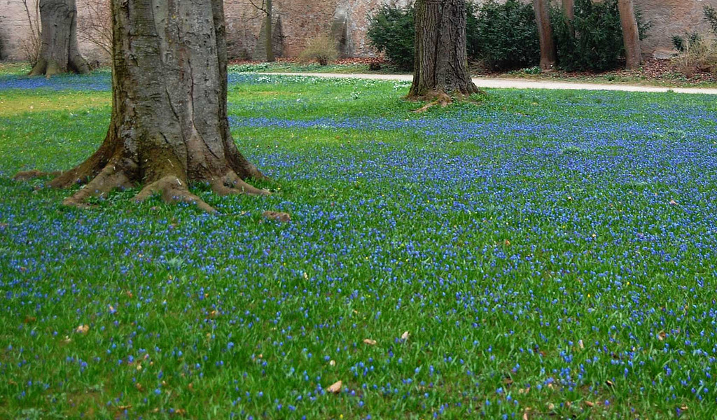 Blausternchen (Scilla) erblühen im Schlosspark Ellingen.