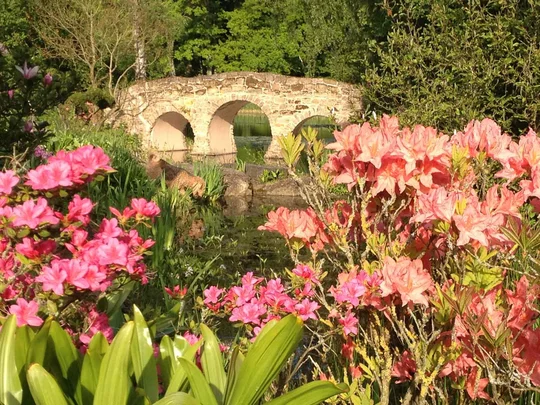 Zwischen April und Juni erblühen Rhododendren im Schlosspark Dennenlohe. Zwischen April und Juni erblühen Rhododendren im Schlosspark Dennenlohe.