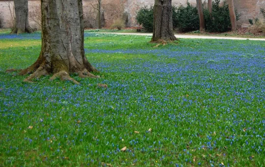 Blausternchen (Scilla) erblühen im Schlosspark Ellingen. Blausternchen (Scilla) erblühen im Schlosspark Ellingen.