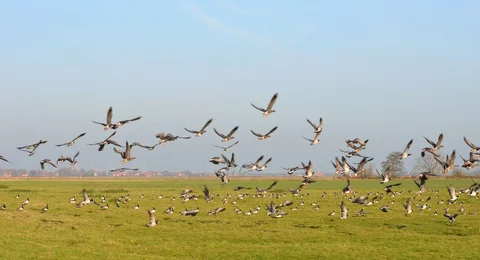 Jährlich locken die Zugvogeltage nach Ostfriesland. Jährlich locken die Zugvogeltage nach Ostfriesland.