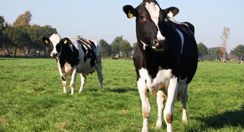 [Translate to English:] Natur - Kühe auf der Weide