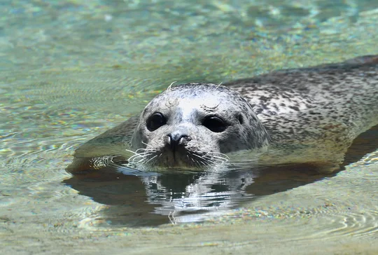 Highlight für Ferienkinder: Eine Begegnung mit den niedlichen Robben im preisgekrönten Rostocker Zoo. Foto: Joachim Kloock Highlight für Ferienkinder: Eine Begegnung mit den niedlichen Robben im preisgekrönten Rostocker Zoo. Foto: Joachim Kloock