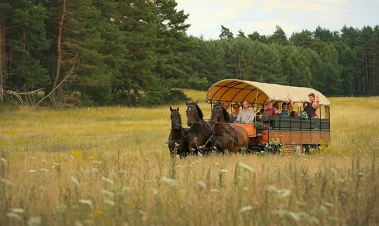 Landschaftsgenuss pur: Bei einer Ausfahrt mit dem Kremser zieht die Natur ganz von allein vorbei, Foto: Zum Rheinsberger Leuchtturm Drei Pferde ziehen einen Kremser durch eine Wald- und Wiesenlandschaft gezogen. Im Kremser sitzen Menschen, die winken und lächeln.