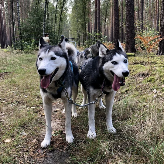Freizeit mit Huskies Freizeit mit Huskies