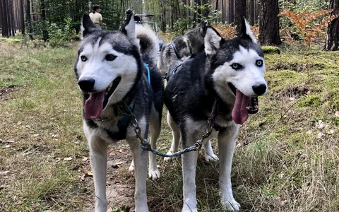 Freizeit mit Huskies