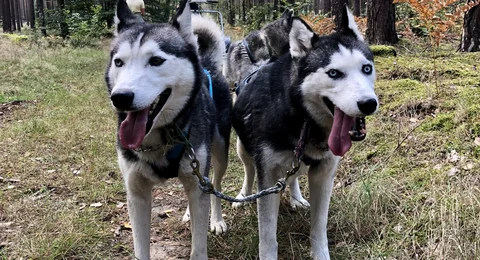 Freizeit mit Huskies