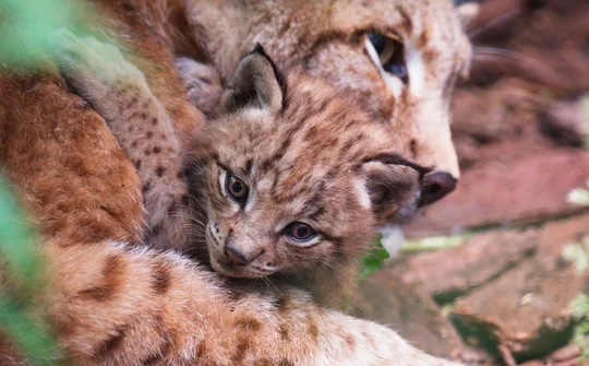 Familienmoment im Luchsgehege des Wildparks Schorfheide, Foto: Thomas Henning Familienmoment im Luchsgehege des Wildparks Schorfheide, Foto: Thomas Henning