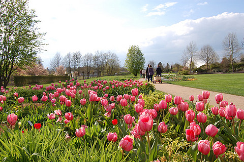 Parks und Gärten - Viele Tulpen auf einer Wiese, Personen kommen den Weg entlang